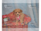Maltipoo PUPPY FOR SALE ADN-842372 - HOLD TINY TCUP AUTUMN