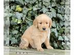 Golden Retriever PUPPY FOR SALE ADN-842369 - ACA Golden Retriever