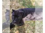 Cane Corso PUPPY FOR SALE ADN-842358 - Saleen