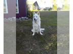 German Shepherd Dog-Siberian Husky Mix PUPPY FOR SALE ADN-842353 - German Husky