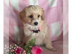 Cavapoo PUPPY FOR SALE ADN-842342 - f1b Cavapoo