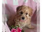 Cavapoo PUPPY FOR SALE ADN-842340 - f1b Cavapoo