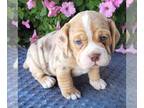 Beabull PUPPY FOR SALE ADN-842319 - f1 Beabull