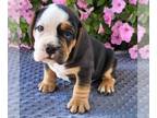 Beabull PUPPY FOR SALE ADN-842314 - f1 Beabull