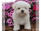 Maltese PUPPY FOR SALE ADN-842312 - AKC Maltese
