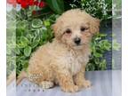 Bichpoo PUPPY FOR SALE ADN-842308 - F1 Bichpoo