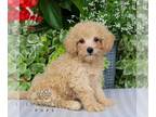 Bichpoo PUPPY FOR SALE ADN-842304 - F1 Bichpoo