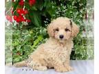 Bichpoo PUPPY FOR SALE ADN-842302 - F1 Bichpoo