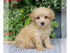 Bichpoo PUPPY FOR SALE ADN-842298 - F1 Bichpoo