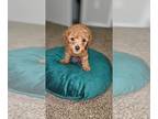 Poodle (Toy) PUPPY FOR SALE ADN-842297 - Poodles Toy