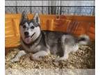 Alaskan Klee Kai PUPPY FOR SALE ADN-842290 - Reg Mini Alaskan Klee Kai