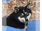 Alaskan Klee Kai PUPPY FOR SALE ADN-842288 - Reg mini Alaskan Klee Kai