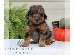 Golden Mountain Doodle PUPPY FOR SALE ADN-842285 - Goldendoodle Bernedoodle Mix