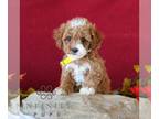 Cavapoo PUPPY FOR SALE ADN-842279 - f1b Cavapoo