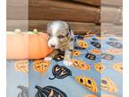 Australian Shepherd PUPPY FOR SALE ADN-842270 - October Litter