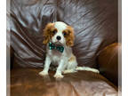 Cavalier King Charles Spaniel PUPPY FOR SALE ADN-842258 - AKC Buster