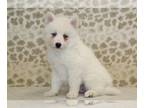 Pomsky PUPPY FOR SALE ADN-842245 - Tucker
