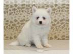 Pomsky PUPPY FOR SALE ADN-842243 - Trouble