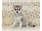Pomsky PUPPY FOR SALE ADN-842240 - Taylor