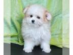 Maltipom PUPPY FOR SALE ADN-842228 - Chloe Female Maltipom