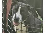 American Pit Bull Terrier DOG FOR ADOPTION ADN-842347 - Angel