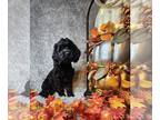 Cockapoo DOG FOR ADOPTION ADN-842339 - Male cockapoo