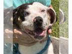 Catahoula Leopard Dog Mix DOG FOR ADOPTION RGADN-1343367 - Jade - Catahoula