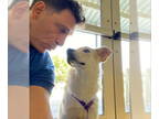 Carolina Dog Mix DOG FOR ADOPTION RGADN-1373173 - Odie - Shepherd / Carolina Dog