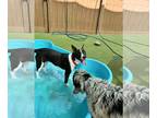 Bull Terrier Mix DOG FOR ADOPTION RGADN-1378602 - Sheba - Bull Terrier / Mixed