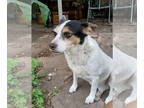 Jack Russell Terrier Mix DOG FOR ADOPTION RGADN-1378650 - Maddie - Jack Russell