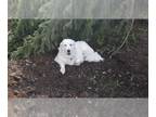 Great Pyrenees DOG FOR ADOPTION RGADN-1390220 - Liselle - Great Pyrenees (long