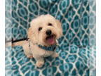 Lhasa-Poo DOG FOR ADOPTION RGADN-1390221 - Leo - Lhasa Apso / Poodle (Miniature)