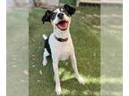 Rat Terrier Mix DOG FOR ADOPTION RGADN-1390223 - Jack - Rat Terrier / Mixed