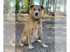 Huskies -Labrador Retriever Mix DOG FOR ADOPTION RGADN-1390224 - CLYDE - Husky /
