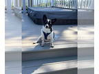 Paperanian DOG FOR ADOPTION RGADN-1390228 - Boe - Papillon / Pomeranian / Mixed