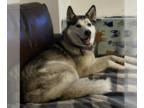 Mix DOG FOR ADOPTION RGADN-1390229 - Tyr - Husky (medium coat) Dog For