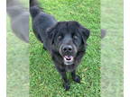 Chow Chow DOG FOR ADOPTION RGADN-1390235 - Raven - Chow Chow / Labrador