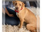 Labrador Retriever Mix DOG FOR ADOPTION RGADN-1390241 - Ellie - Name Your Own