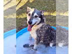 Mix DOG FOR ADOPTION RGADN-1390244 - Rowdy - Husky (long coat) Dog For