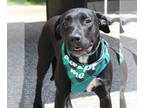 Retriever Mix DOG FOR ADOPTION RGADN-1390248 - Willow - Retriever / Mixed Dog