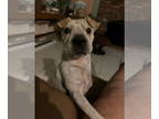 Chinese Shar-Pei Mix DOG FOR ADOPTION RGADN-1390251 - Ruth - Chinese Shar-Pei /
