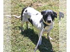 Dachshund-Jack Russell Terrier Mix DOG FOR ADOPTION RGADN-1390262 - Jacqui