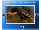 Rottweiler DOG FOR ADOPTION RGADN-1390264 - Lucy - Rottweiler (short coat) Dog
