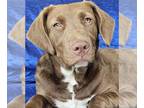 Chocolate Labrador retriever-Retriever Mix DOG FOR ADOPTION RGADN-1390268 - Faye