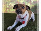 Jack Russell Terrier DOG FOR ADOPTION RGADN-1390277 - Bella - Jack Russell