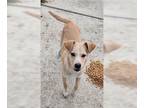 Canaan Dog Mix DOG FOR ADOPTION RGADN-1390283 - Dug - Canaan Dog / Terrier /