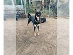Australian Kelpie DOG FOR ADOPTION RGADN-1390284 - Kevan - Australian Kelpie Dog