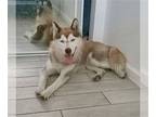 Mix DOG FOR ADOPTION RGADN-1390298 - Sasha - Husky Dog For Adoption