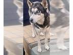 Mix DOG FOR ADOPTION RGADN-1390299 - Dixie - Husky Dog For Adoption