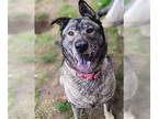 Norwegian Elkhound DOG FOR ADOPTION RGADN-1390303 - Freida and Dallen -